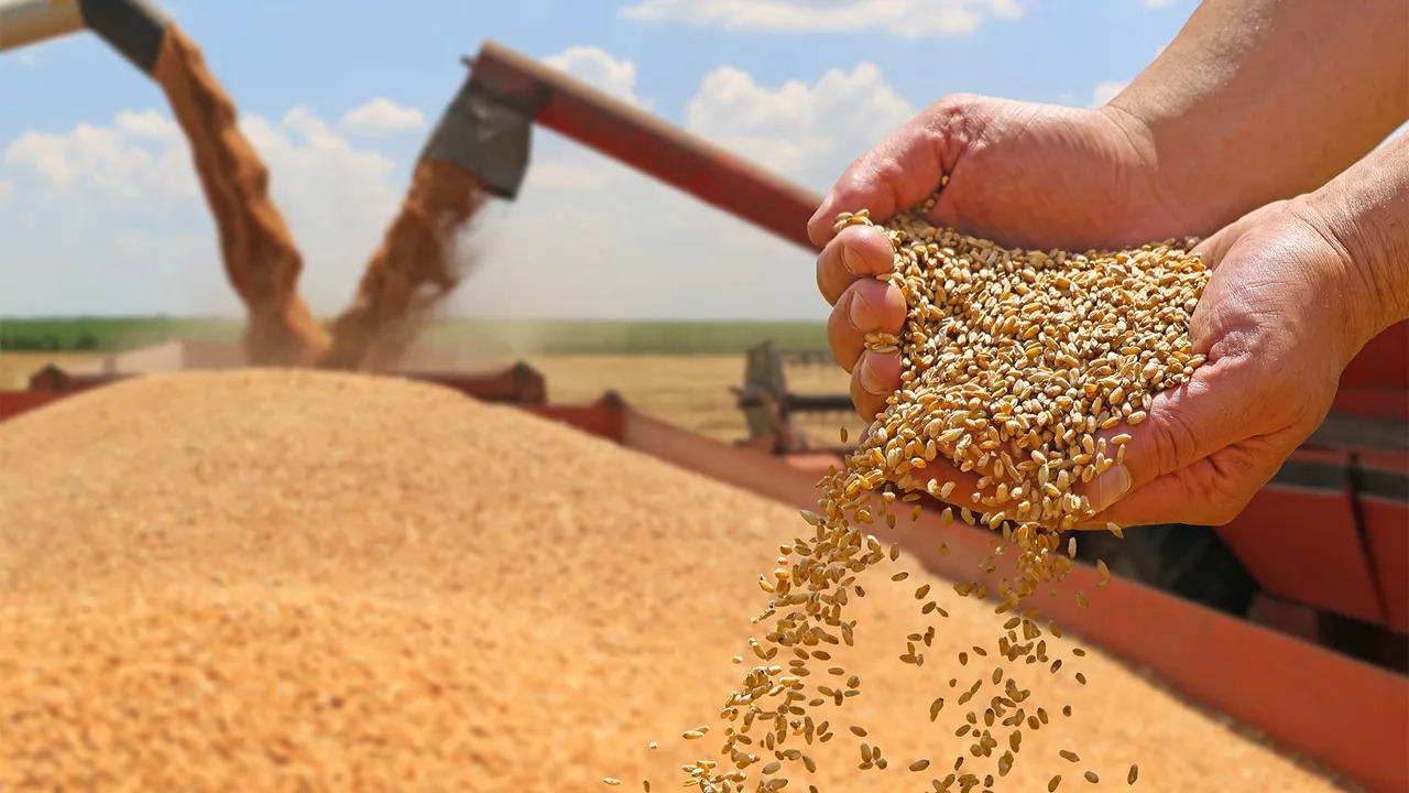 Wheat Harvest and Quality Control